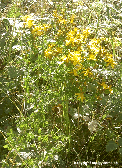  Image name: iperico2.gif 
 width: 400 pixel 
 height: 550 pixel 
 Size: 179168 bytes 
 Click to enlarge 